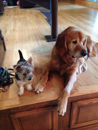 Boomer & Pinkerton resized 600